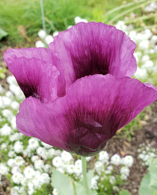 West Coast Seeds (Hungarian Blue)