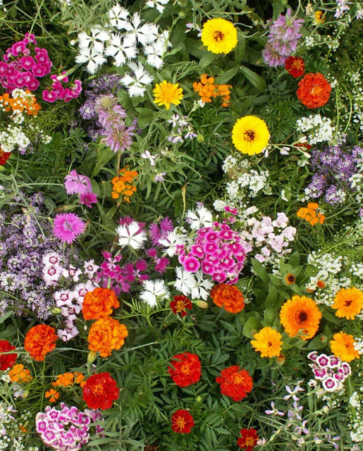 West Coast Seeds (Fragrant Flower Blend)