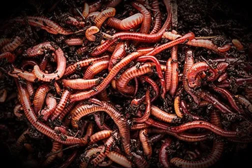 Red Wigglers & European Nightcrawlers Worms