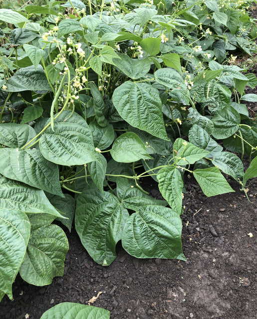West Coast Seeds (Goliath Certified Organic)
