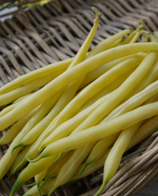 West Coast Seeds (Gold Rush Certified Organic)