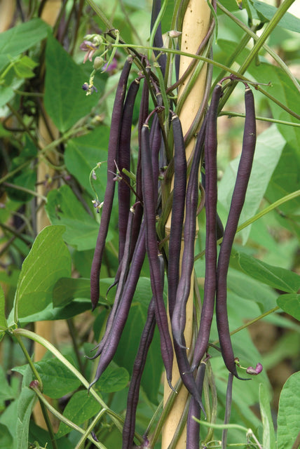 West Coast Seeds (Carminat Bean)