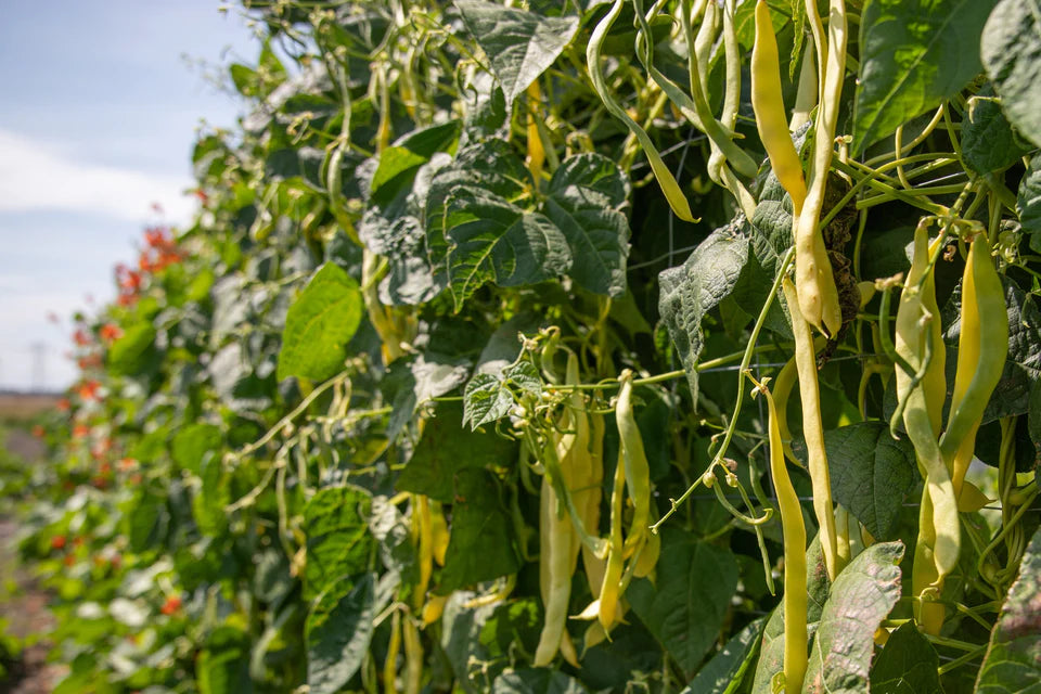 West Coast Seeds (Golden Gate Organic Bean)