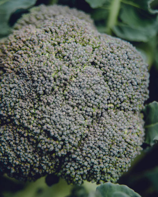 West Coast Seeds (Belstar F1 Certified Organic)