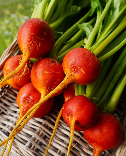 West Coast Seeds (Golden Boy)