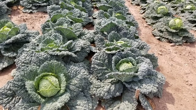 West Coast Seeds (Famosa F1 Organic Cabbage)