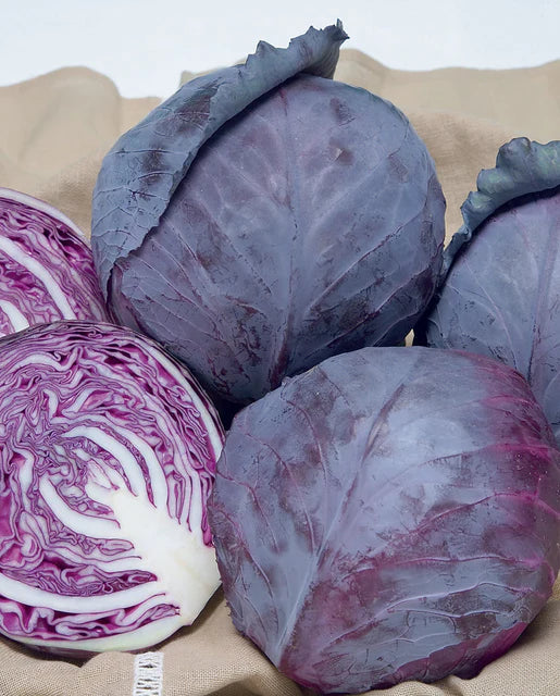 West Coast Seeds (Ruby Ball Improved F1)