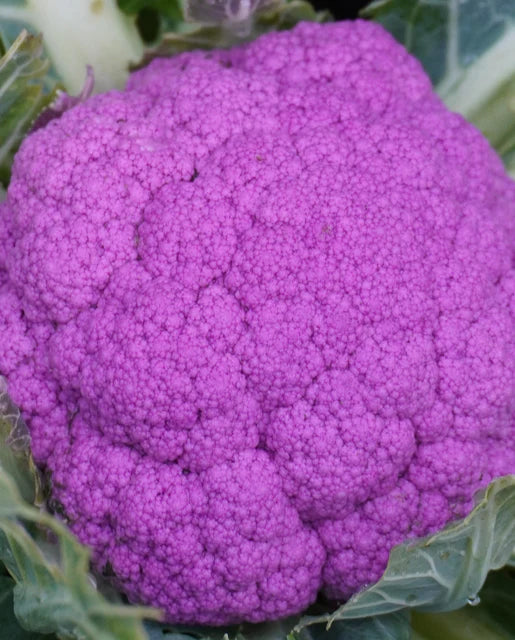 West Coast Seeds (Purple Moon F1)