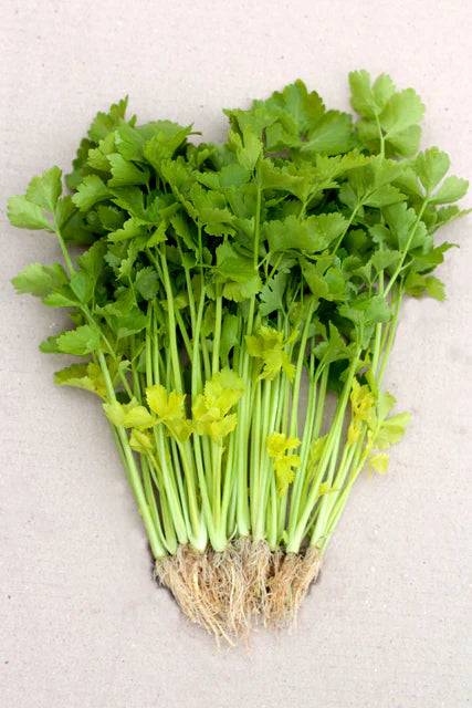 West Coast Seeds (Chinese Yellow Stem Celery)