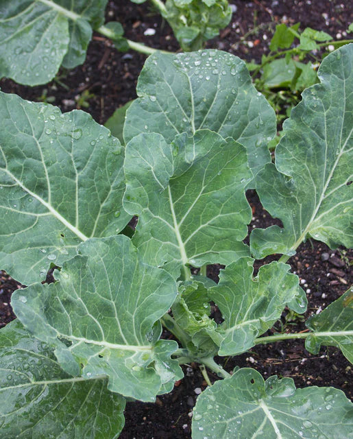 West Coast Seeds (Champion Certified Organic)