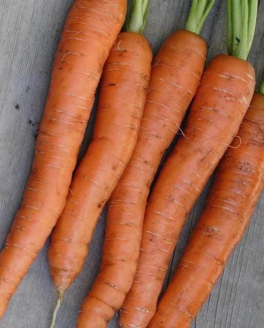 West Coast Seeds (Napoli Coated Organic)