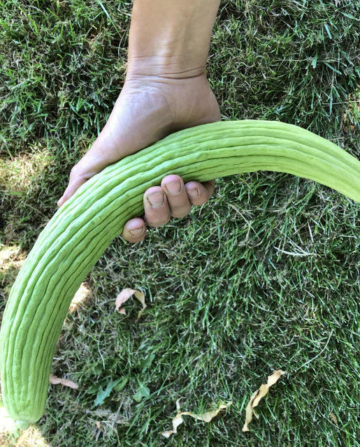 West Coast Seeds (Armenian)