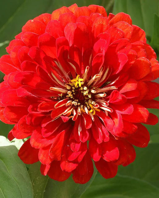 West Coast Seeds (Cherry Queen)