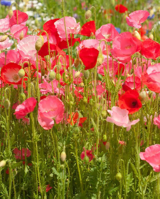 West Coast Seeds (Deer Resistant Wildflower Blend Seeds)