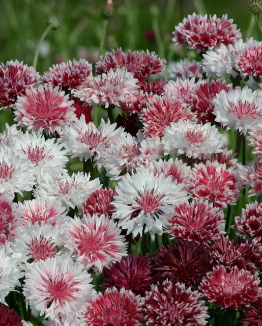 West Coast Seeds (Classic Romantic)