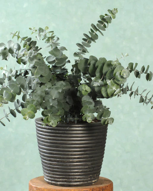 West Coast Seeds (Baby Blue Spiral)