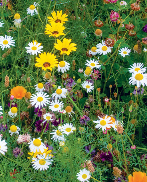 West Coast Seeds (Biodiversity Blend)