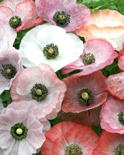 West Coast Seeds (Mother of Pearl)