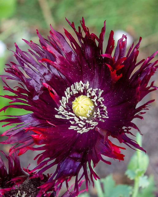 West Coast Seeds (Black Swan)