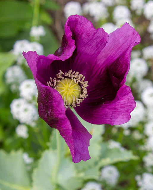 West Coast Seeds (Hungarian Blue)