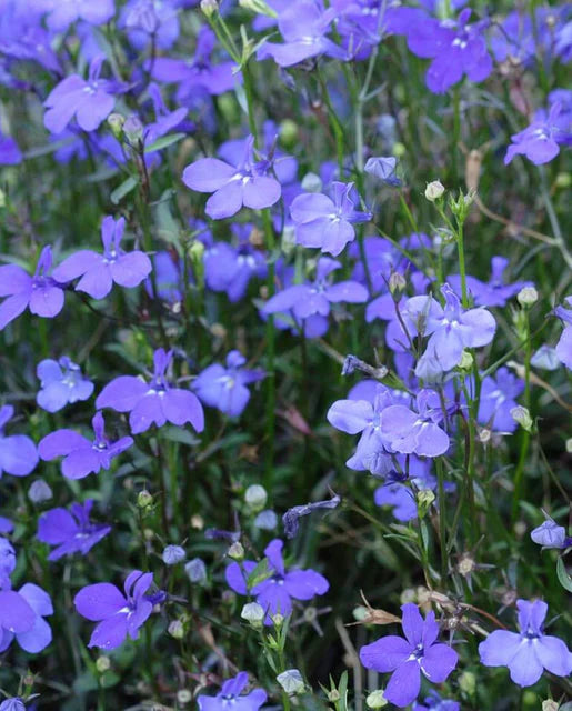 West Coast Seeds (Midnight Blue)