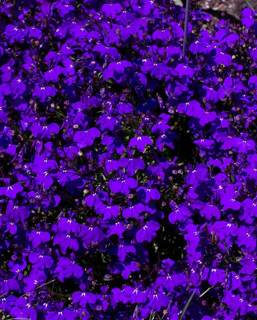 West Coast Seeds (Midnight Blue)
