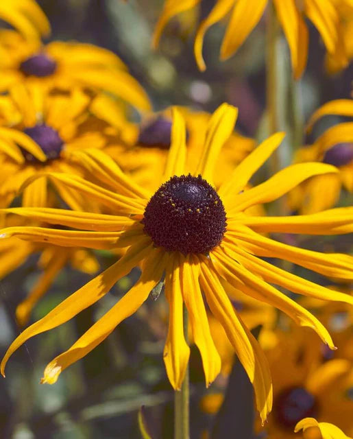 West Coast Seeds (Black Eyed Susan)