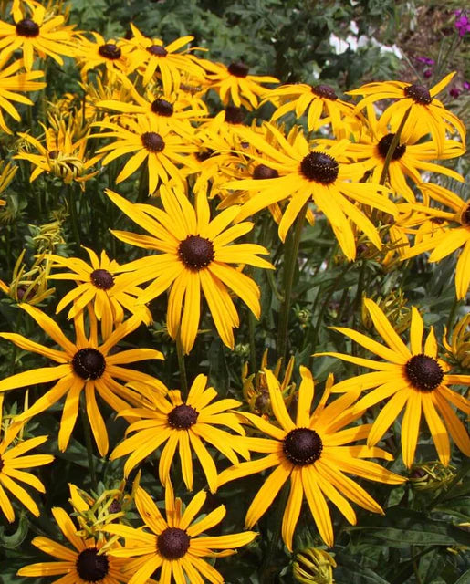 West Coast Seeds (Black Eyed Susan)