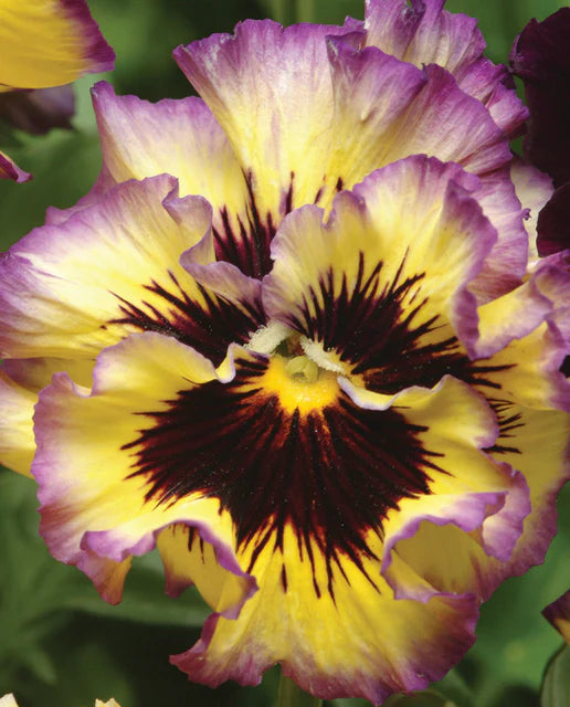 West Coast Seeds (Frizzle Sizzle Lemonberry Flower)
