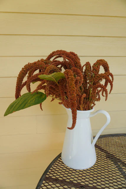 West Coast Seeds (Hot Biscuits Flower)