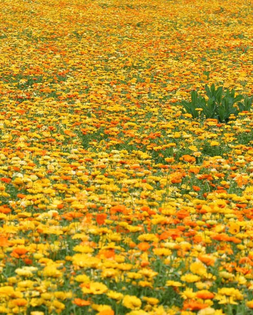 West Coast Seeds (Pacific Beauty Mix)