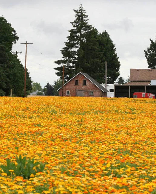 West Coast Seeds (Pacific Beauty Mix)
