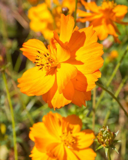 West Coast Seeds (Bright Lights)