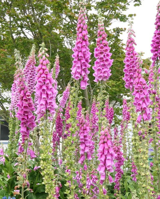 West Coast Seeds (Foxgloves)