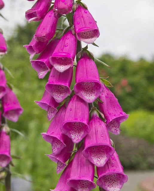 West Coast Seeds (Foxgloves)