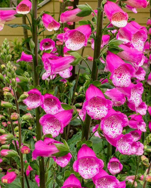 West Coast Seeds (Foxgloves)