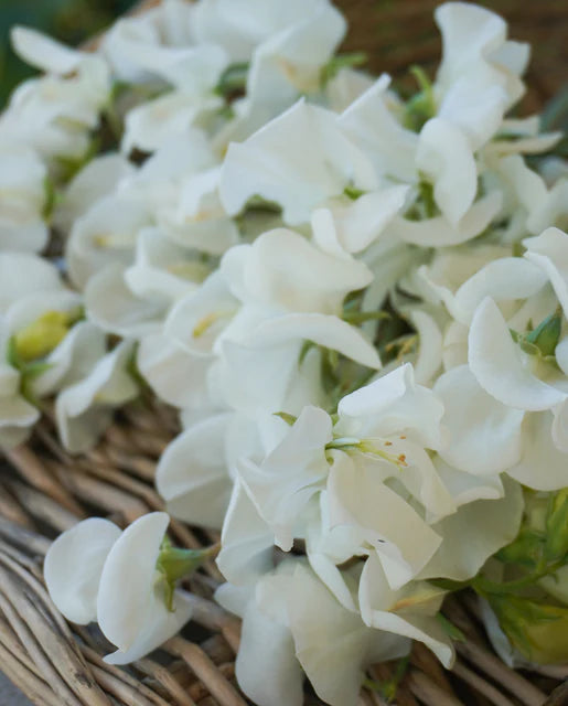 West Coast Seeds (Royal Family White)