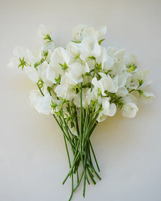 West Coast Seeds (Royal Family White)