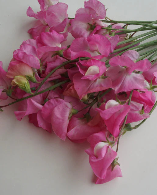 West Coast Seeds (Royal Family Rose-Pink)