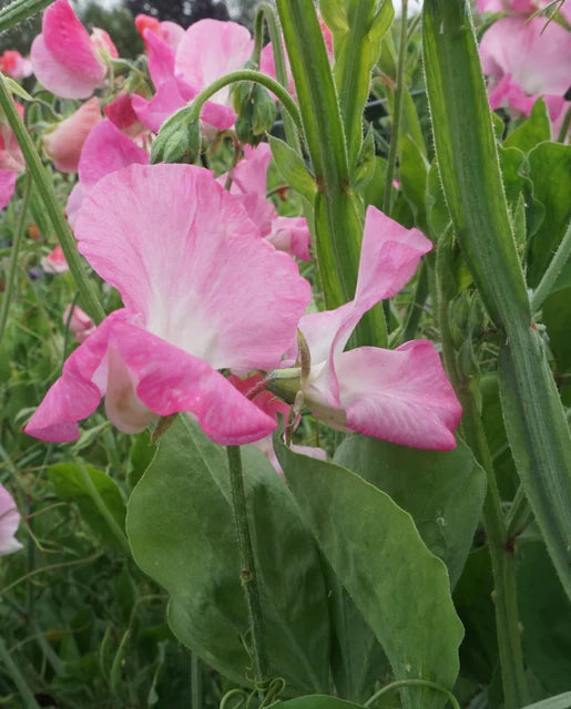 West Coast Seeds (Royal Family Rose-Pink)