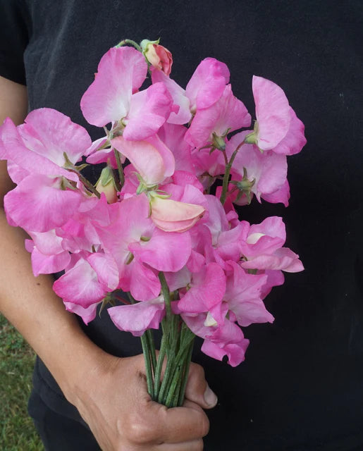 West Coast Seeds (Royal Family Rose-Pink)