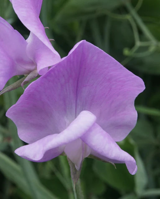 West Coast Seeds (Royal Family Lavender)