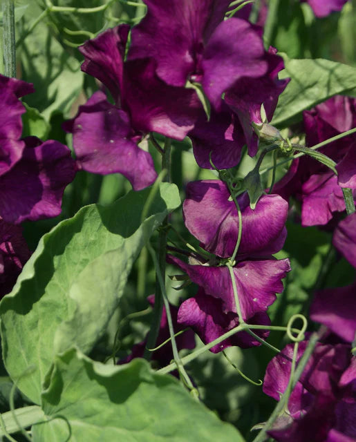 West Coast Seeds (Midnight)