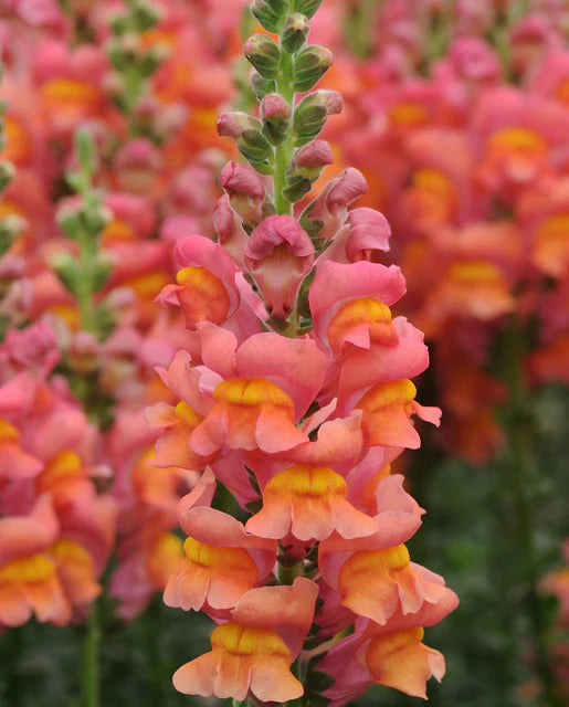 West Coast Seeds (Potomac Orange F1)