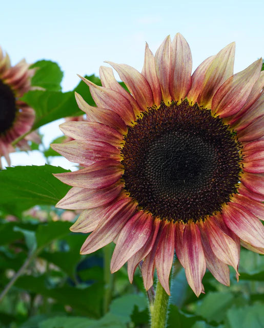 West Coast Seeds (ProCut Plum F1)