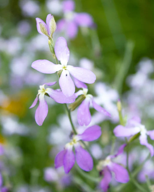 West Coast Seeds (Evening Scented Stocks)
