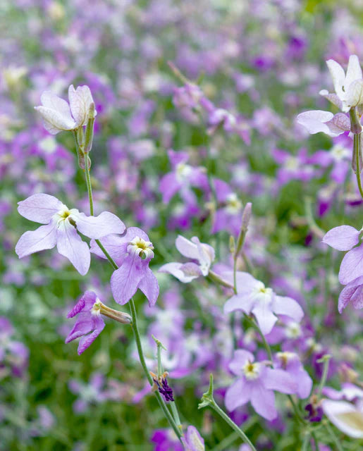 West Coast Seeds (Evening Scented Stocks)
