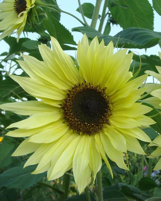 West Coast Seeds (Lemon Queen Organic)