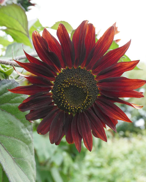 West Coast Seeds (Moulin Rouge)