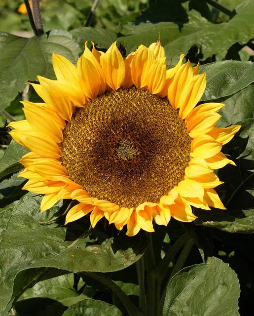 West Coast Seeds (Dwarf Sunspot)
